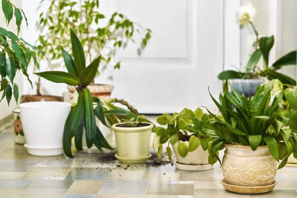 I Asked My Nursery Guy Why My Balcony Plants Die in 43°C Heat