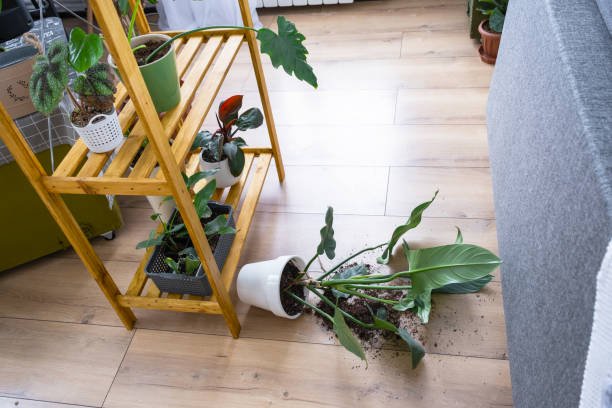 5 Balcony Watering Mistakes That Are Damaging Your Neighbor's Ceiling