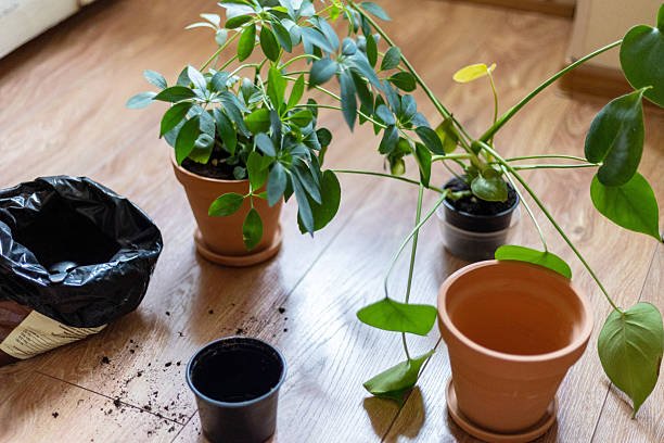 How I Water 12 Pots With Only 600ml Every 2 Days in Summer (No Runoff)